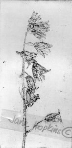 A Blue Bell from my drive. Black ink on white paper. Soft ground etching.