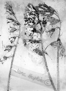 A print from copper etching. Bluebells from my drive.