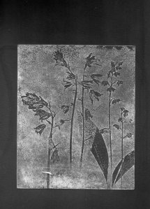 Etching using white ink on black paper.