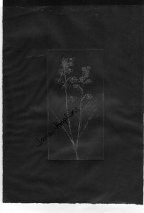 Print fromSoft ground etching.